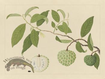 Andalas Botanicals 17